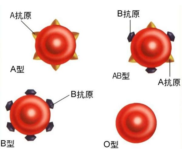 專(zhuān)家從腸道細菌的提取出一種能改變血型的酶3